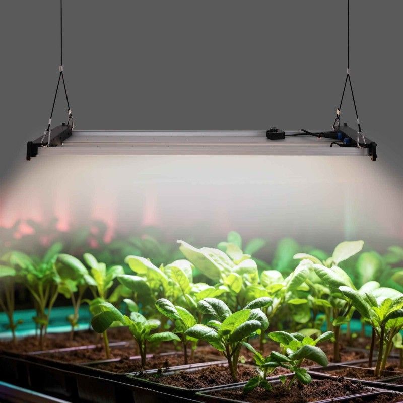 Lámpara LED de cultivo de 250 W, regulable de 0 a 10 V, luz de cultivo de espectro completo